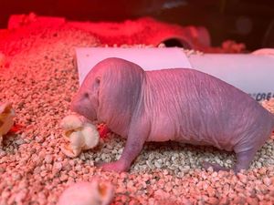 10 Hewan dengan Wajah Terjelek di Dunia, Mulai Blobfish-Tikus Mol