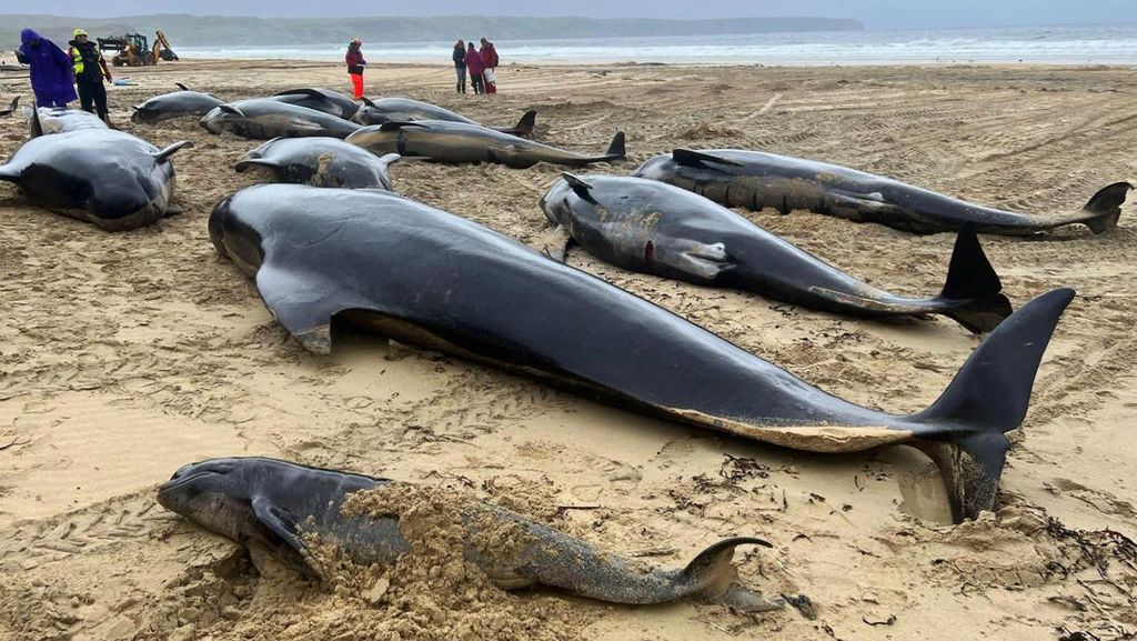 Puluhan Paus Mati Terdampar di North Tolsta Inggris Puluhan Paus Mati Terdampar di North Tolsta Inggris