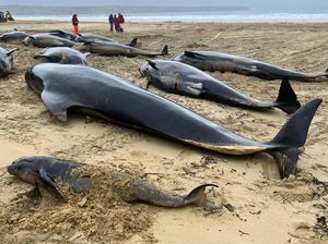 Puluhan Paus Mati Terdampar di North Tolsta Inggris Puluhan Paus Mati Terdampar di North Tolsta Inggris