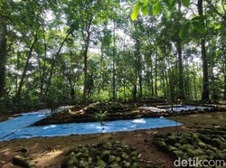Kelestarian Hutan Gunung Jaha Ciamis dan Mitos Harimau Hitam