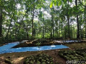 Kelestarian Hutan Gunung Jaha Ciamis dan Mitos Harimau Hitam Kelestarian Hutan Gunung Jaha Ciamis dan Mitos Harimau Hitam