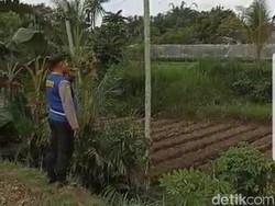 Monyet Liar Serang Permukiman Warga Jember Selama 3 Hari, Tiga Orang Luka