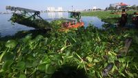 Gerebek Eceng Gondok di Waduk Pluit