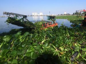 Gerebek Eceng Gondok di Waduk Pluit