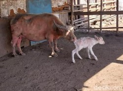 Kebo Bule Keraton Solo Melahirkan di Awal Bulan Suro