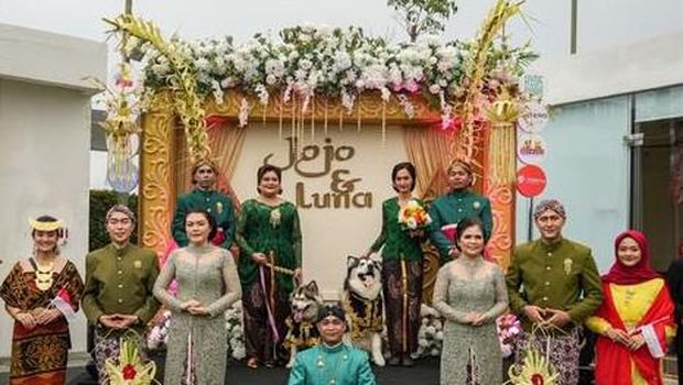 Pernikahan mewah dua anjing yang pakai baju adat Jawa