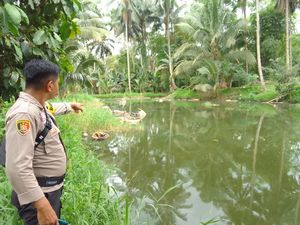 24 Bangkai Babi di Sulut Diduga Kena Virus ASF Dibuang ke Empang 24 Bangkai Babi di Sulut Diduga Kena Virus ASF Dibuang ke Empang