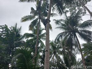Throwback: Cari Burung Berujung Nyangkut di Pohon Kelapa Throwback: Cari Burung Berujung Nyangkut di Pohon Kelapa