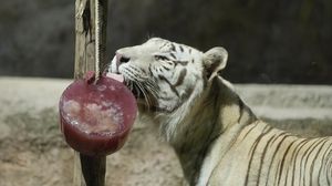Hewan di Italia Diberi Makan Es Akibat Cuaca Panas Menyengat