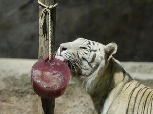 Hewan di Italia Diberi Makan Es Akibat Cuaca Panas Menyengat