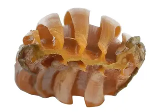 Spesies Hiu Baru Muncul dari Laut Dalam Sekitar Indonesia