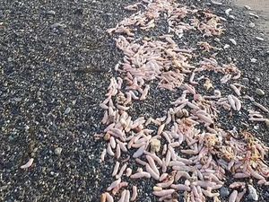 Geger Ribuan Ikan Penis Terdampar di Pantai, Ternyata Ini Penyebabnya Geger Ribuan Ikan Penis Terdampar di Pantai, Ternyata Ini Penyebabnya