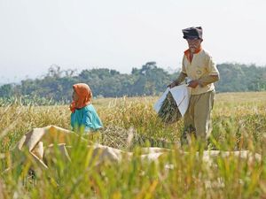 Naik Selama Sedekade, Jumlah Petani Gurem di Indramayu Capai 111 Ribuan