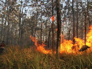 Hutan Jati Seluas 2 Hektare di Ngawi Terbakar