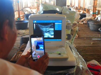 Bukan Cuma Orang, USG juga Bisa untuk Kambing Bunting Lho