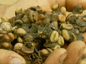 5 Minuman Sehat Ini Terbuat dari Kotoran Gajah hingga Panda