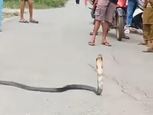 Detik-detik Ular Kobra 2 Meter Patuk Pria Gorontalo hingga Tak Sadarkan Diri Detik-detik Ular Kobra 2 Meter Patuk Pria Gorontalo hingga Tak Sadarkan Diri