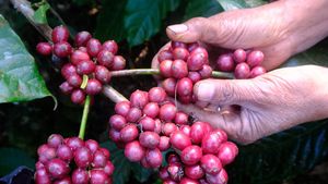 Kopi Robusta Tembus Rp 11 Ribu/Kg Termahal Sepanjang Sejarah RI