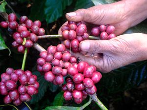 Kopi Robusta Tembus Rp 11 Ribu/Kg Termahal Sepanjang Sejarah RI