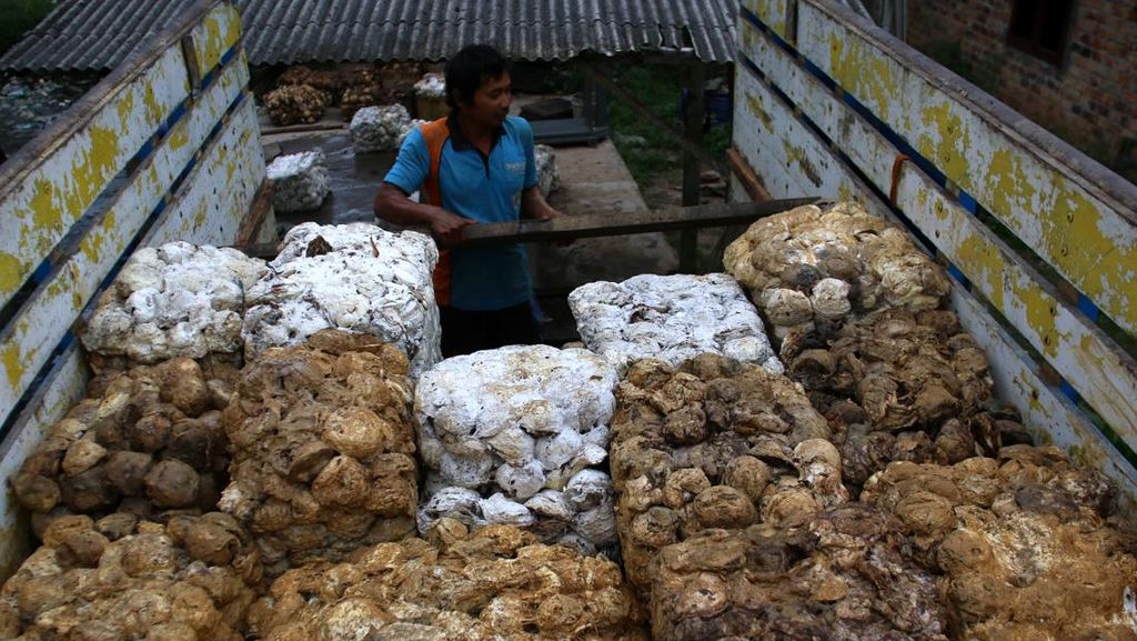 Alih Fungsi Lahan Bikin Produksi Getah Karet Menurun Alih Fungsi Lahan Bikin Produksi Getah Karet Menurun