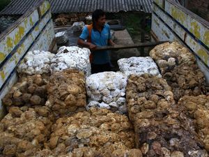 Alih Fungsi Lahan Bikin Produksi Getah Karet Menurun Alih Fungsi Lahan Bikin Produksi Getah Karet Menurun