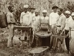 Budaya Minum Kopi di Amerika Awalnya Diperkenalkan oleh Orang Afrika