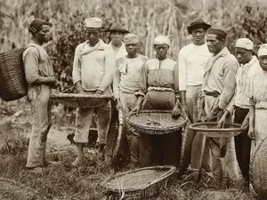 Budaya Minum Kopi di Amerika Awalnya Diperkenalkan oleh Orang Afrika Budaya Minum Kopi di Amerika Awalnya Diperkenalkan oleh Orang Afrika