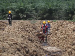 Emiten Sawit Bos Maktour Operasikan Pabrik Pupuk, Bisa Produksi 5 Ton/Jam Emiten Sawit Bos Maktour Operasikan Pabrik Pupuk, Bisa Produksi 5 Ton/Jam