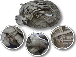 Fakta Baru: Ada Era Saat Dinosaurus Jadi Sasaran Santap Mamalia Kecil