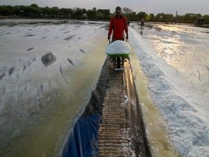 Cuaca Tak Menentu, Bikin Kualitas Garam di Sidoarjo Turun Cuaca Tak Menentu, Bikin Kualitas Garam di Sidoarjo Turun
