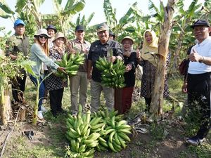 Petani di Brebes Bisa Untung dari Tanam Pisang, Omzet Puluhan Juta