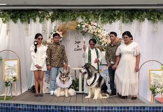 Pernikahan Jojo dan Luna/Foto: Tiktok.com/levoit_indonesia Pernikahan Jojo dan Luna