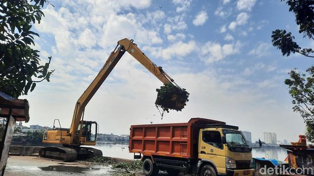 Petugas bersihkan eceng gondok di Waduk Pluit