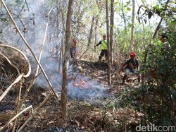 2,5 Hektare Hutan Rakyat di Ponorogo Terbakar Diduga Akibat Puntung Rokok