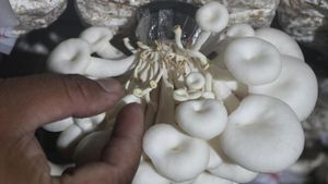 Gegara El Nino, Produksi Jamur Tiram di Ngawi Turun