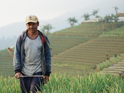 Sensus Pertanian Bikin Penyaluran Pupuk Subsidi Jadi Lebih Terarah