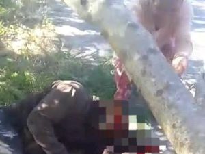 Warga Kupang Tewas Tertimpa Pohon yang Ditebangnya Warga Kupang Tewas Tertimpa Pohon yang Ditebangnya