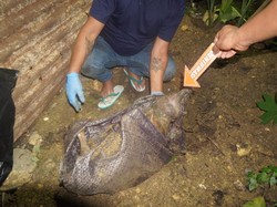 Polisi Gali Kuburan Anjing Diseret 3 Pemuda di Kendari untuk Diautopsi