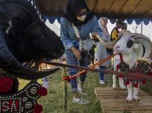 Melihat Kontes Ternak Jawa Barat 2023