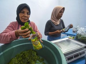 Melihat Produksi Kerupuk Daun Kelor di NTB