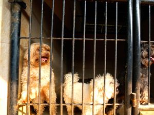 Di Balik Misi Penyelamatan 104 Anjing dari Pabrik Anak Anjing