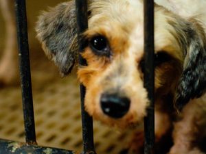 Puppy Mill: Sisi Gelap Industri Jual-Beli Anjing Puppy Mill: Sisi Gelap Industri Jual-Beli Anjing