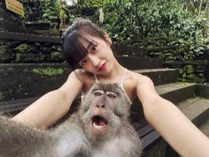 Viral Yujin IVE Foto Bareng Monyet Ubud, Tak Takut Berpose Imut Viral Yujin IVE Foto Bareng Monyet Ubud, Tak Takut Berpose Imut