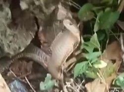 Ular Kobra di Muna Mati Dibunuh Warga gegara Teror Permukiman