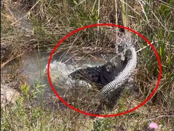 Viral Video Duel Aligator dan Ular Piton Raksasa, Hasilnya Mengejutkan