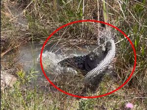Viral Video Duel Aligator dan Ular Piton Raksasa, Hasilnya Mengejutkan Viral Video Duel Aligator dan Ular Piton Raksasa, Hasilnya Mengejutkan