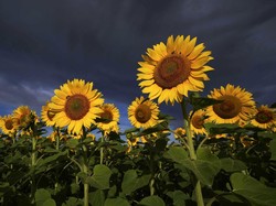5 Arti Bunga Matahari, Lambang Kesetiaan yang Cocok untuk Pasangan