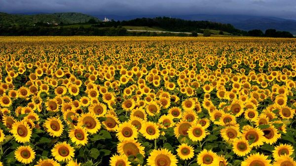 Hamparan Bunga Matahari Bermekaran di Jerman Bikin Hati Adem