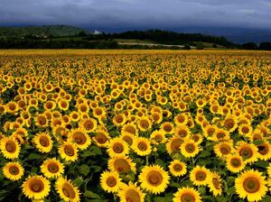 Hamparan Bunga Matahari Bermekaran di Jerman Bikin Hati Adem