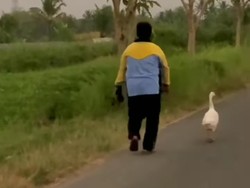 Kisah Angsa yang Setia, Ia Temani Nurodi Jalan-jalan Tiap Pagi